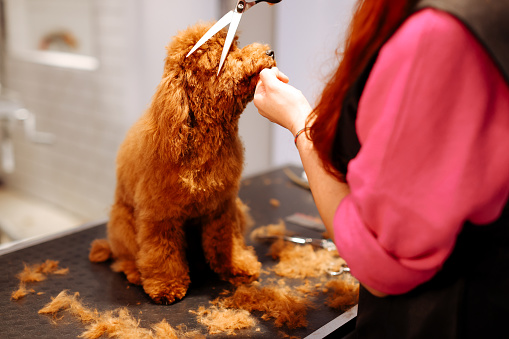 A professional dog groomer finishes the grooming of a small toy poodle dog. The dog is sitting on a grooming table, inside a pet grooming business while the smiling woman groomer cuts the animal's hair.