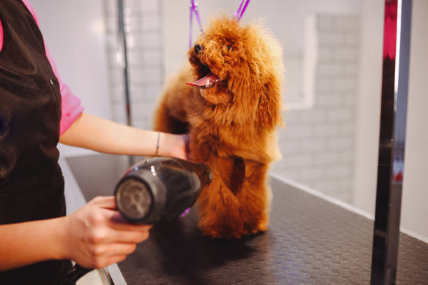 istock Professional Dog Groomer in a Pet Salon 1370201817