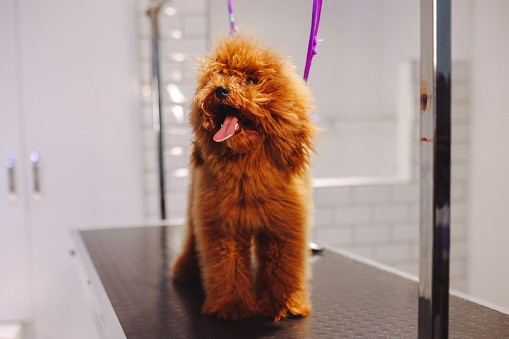 A professional dog groomer finishes the grooming of a small toy poodle dog. The dog is sitting on a grooming table, inside a pet grooming business while the smiling woman groomer cuts the animal's hair.