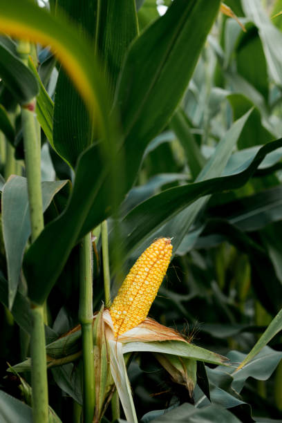 istock Closeup of corn on the stalk in the corn field 1370201982