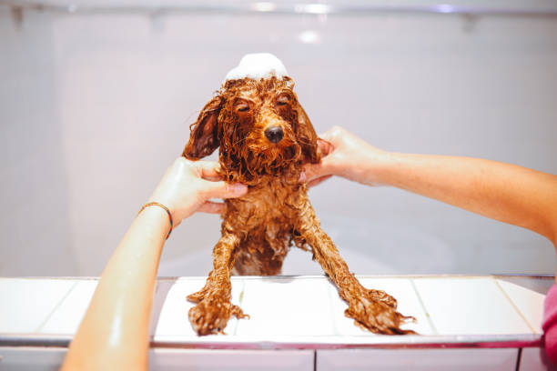 istock Toydoodle getting shampooed and taking a bath at a pet grooming 1370202728