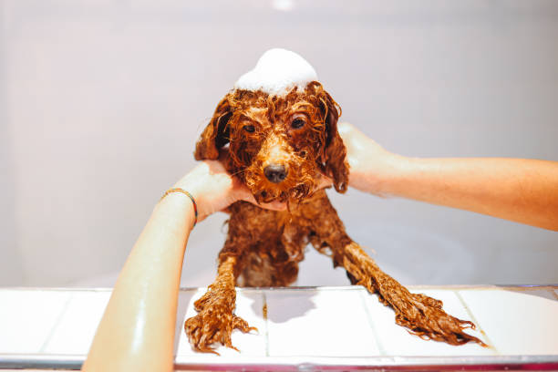 istock Toydoodle getting shampooed and taking a bath at a pet grooming 1370202758