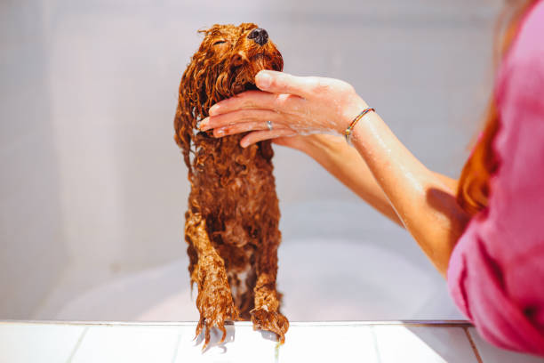 istock Toydoodle getting shampooed and taking a bath at a pet grooming 1370202818