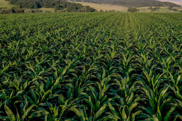istock Corn field with young plants on fertile soil on sunset 1370203364