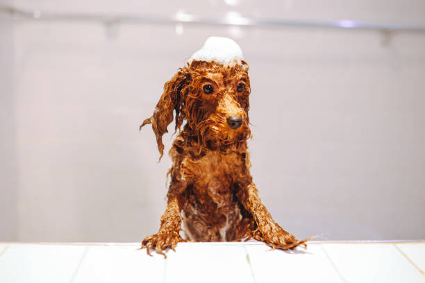 Dog grooming a poodle, he is getting a bath