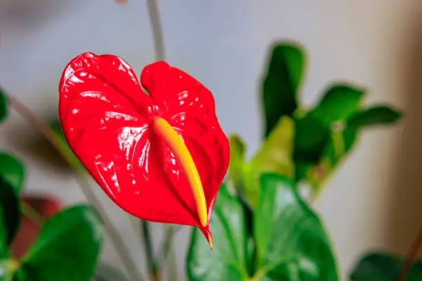 Photo of a large red anthurium in an indoor setting for Valentine's Day. The flower is in its process of opening. In fact, the Spadix is still trapped in the Spathe. Image shot in an indoor setting in natural light.