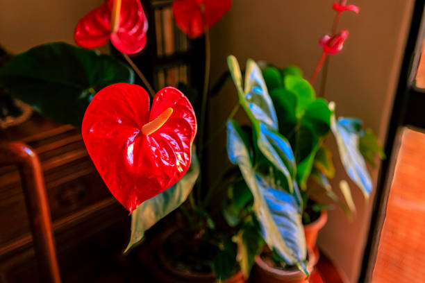 Photo of a large red anthurium in an indoor setting for Valentine's Day. The flower has just completely opened. Image shot in an indoor setting in natural light.
