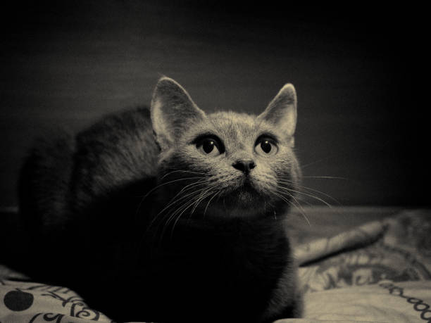 Close-up of a cat.