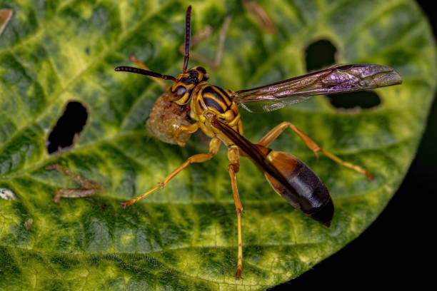istock Adult Gregarious Paper Wasp 1370210874