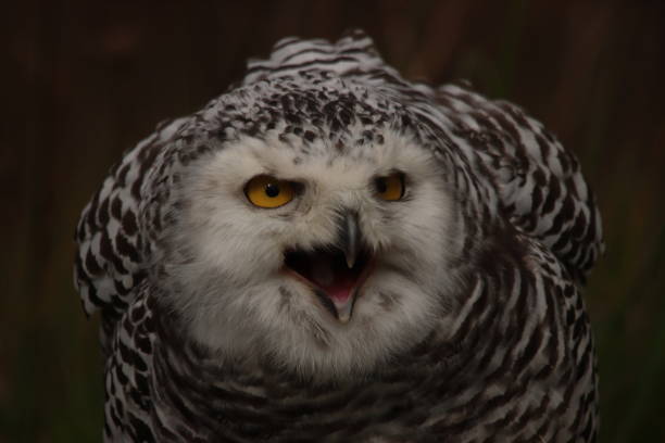 istock Snowy Owl Portrait 1370211232