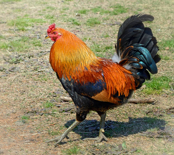 Rhode Island Red Rooster Side View Rhode Island Red rooster walking across grass barnyard. rhode island red chicken stock pictures, royalty-free photos & images