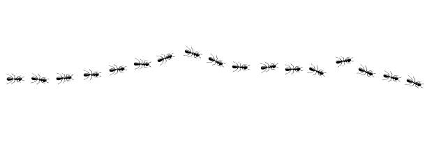 Ants marching in trail. Ant path isolated in white background. Vector illustration Ants line marching in trail searching food. Ant path isolated in white background. Vector illustration ant stock illustrations