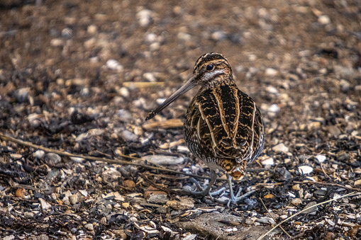 A beautiful short-billed dowitcher in the Gulf of St-Laurent, Quebec, Canada in winter plumage.