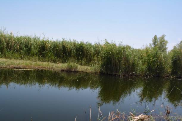 istock Nature of the lake 1370214785