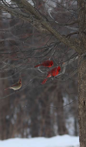 Cardinals Three Cardinals Perching in a Tree three red cardinals stock pictures, royalty-free photos & images