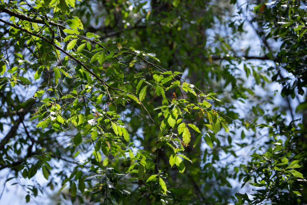 istock Green Leaves and Berries 1370219110