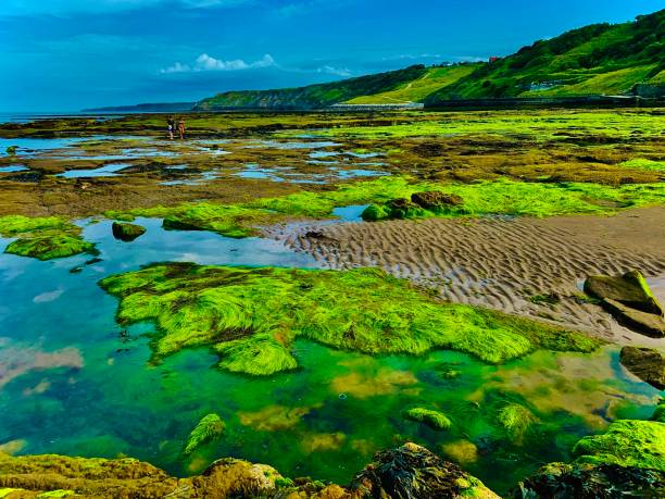 piaszczysta plaża w czasie odpływu i zielone wzgórza - scenics coastline uk moss zdjęcia i obrazy z banku zdjęć