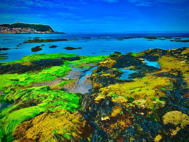 Low tide at water’s edge with horizon
