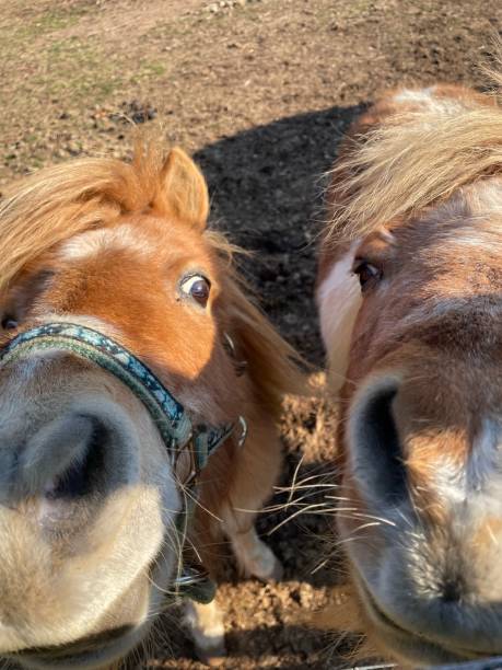 istock Pair of horses 1370222292