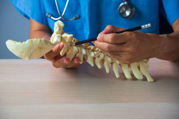 doctor demonstrating upper cervical spine anatomy - menselijke nek stockfoto's en -beelden