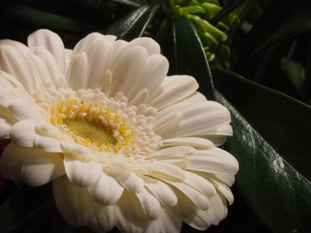 Cream Coloured Daisy A peaceful looking cream colored daisy nestled in the dark green leaves of the bouquet. white gerbera daisy stock pictures, royalty-free photos & images