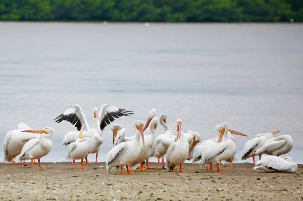 istock White pelicans loafing on a sandbar 1370228079
