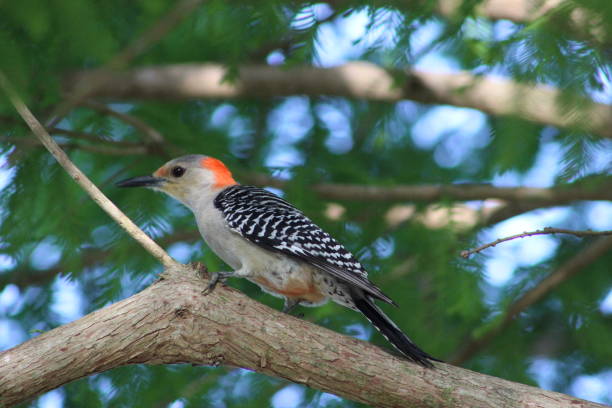 istock Red-Bellied Woodpecker On A Branch 1370229008