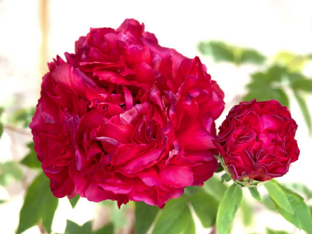 istock Peony flower arrangement 1370230165