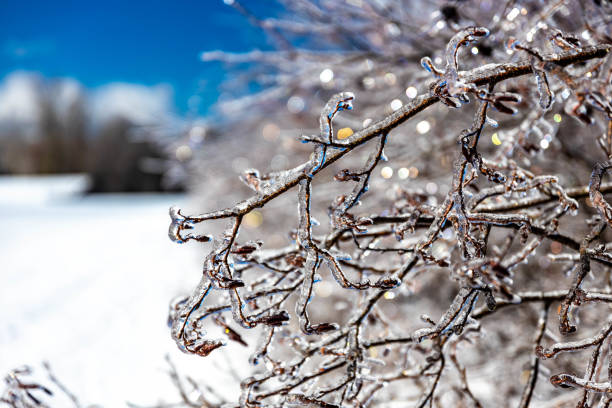 istock Beautiful silver ice glazed tree after snowstorm rain 1370230767