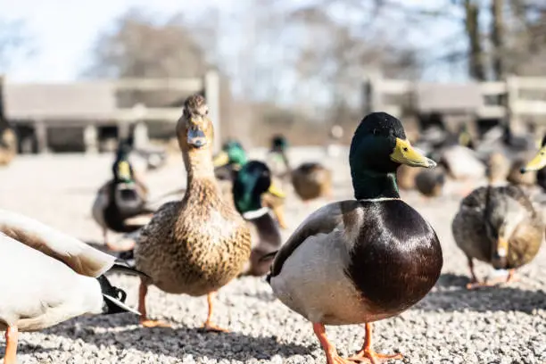 Closeup of beautiful mallard ducks in George C Reifel Migratory Bird Sanctuary, Delta, BC Canada