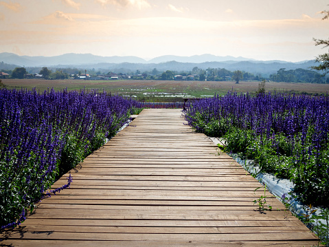 Wooden bridge over the purple flower garden heading to a beautiful landscape with the local village,  mountain, and golden sunset sky background.
