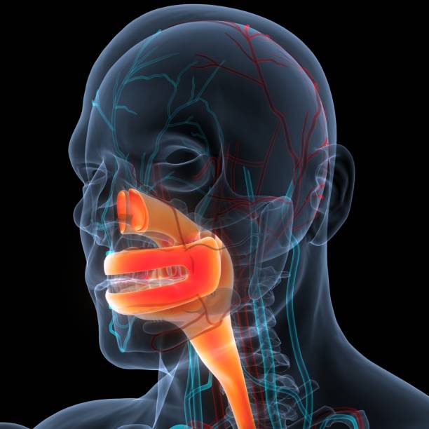 istock Human Digestive System Mouth Anatomy 1370235117
