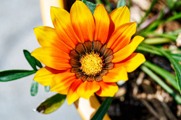 Yellow Gazania or Treasure flower in full bloom, Gazania rigens,