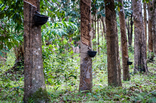 Rubber tree forest farm in southern Thailand
