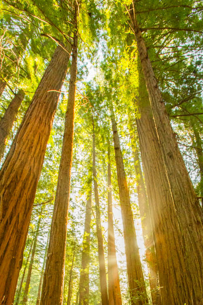 istock California Redwoods 1370238722