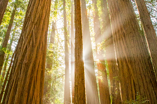 Sun beams shining through tall California Redwood trees.
