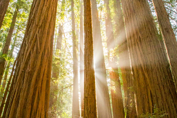 California Redwoods stock photo