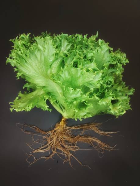 The green vegetable on the background.