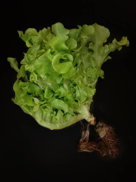 istock The green vegetable on the background. 1370240459