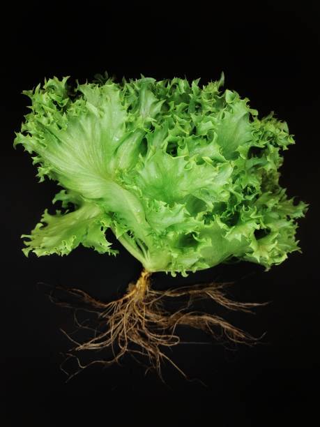 istock The green vegetable on the background. 1370240463