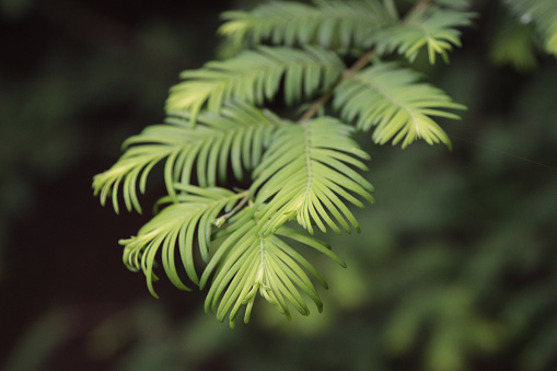 Metasequoia tree branch with leaves on soft focus.