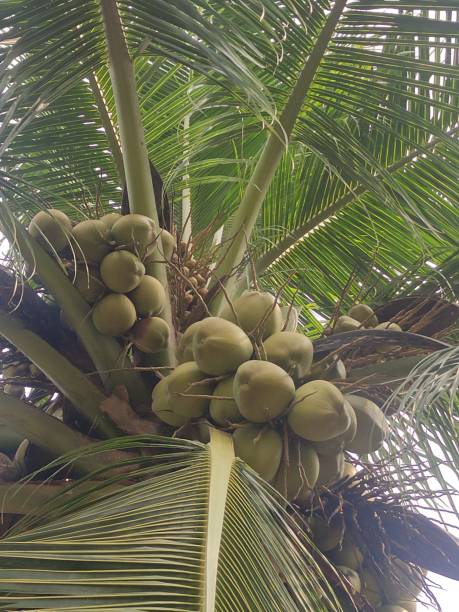 Thunder coconut Beautiful thunder coconut with green leaf in coconut tree. coconut crab stock pictures, royalty-free photos & images