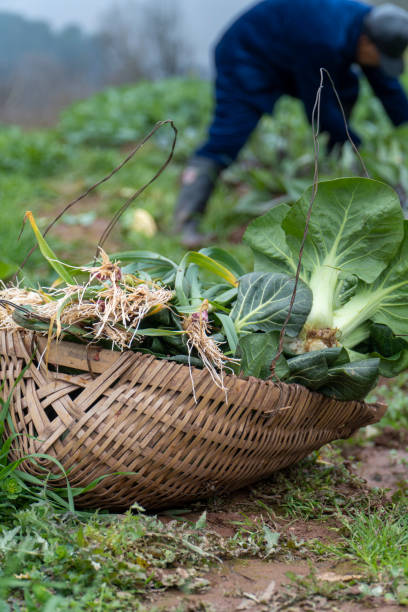 istock Chinese old man picking vegetables in the fields 1370245362