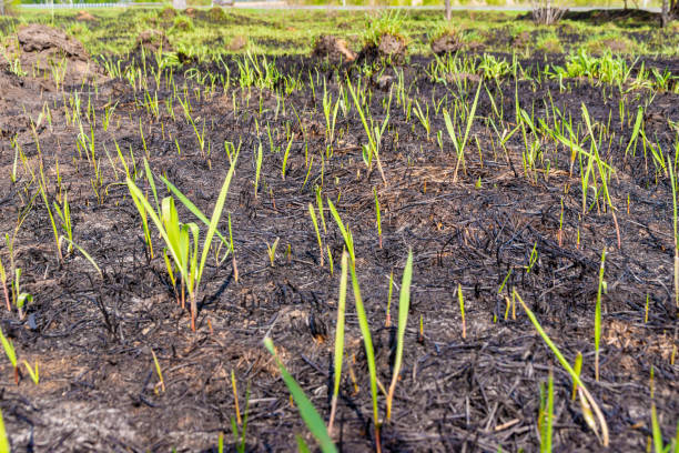 during the fire, all vegetation and small animals burned down, the top layer of soil with microorganisms and plant seeds was damaged, only large root plants were preserved, selective focus