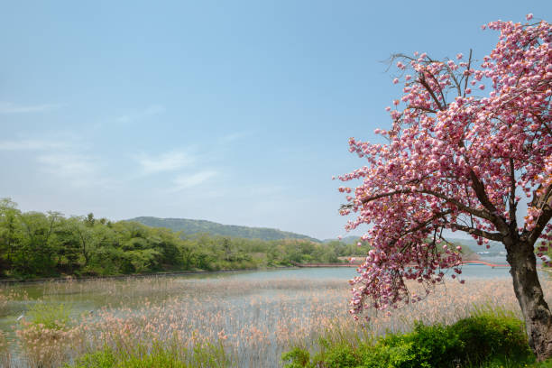 istock Bomun Lake with spring cherry blossoms in Gyeongju, Korea 1370246813