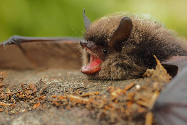 istock A Bat. Bieszczady Mountains, Carpathians, Poland. 1370247466