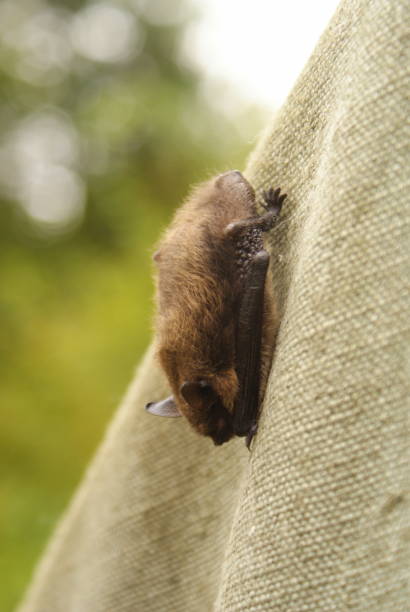 istock Whiskered bat, Myotis mystacinus. Bieszczady Mountains, Carpathians, Poland. 1370247484
