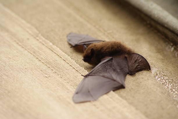 istock Whiskered bat, Myotis mystacinus. Bieszczady Mountains, Carpathians, Poland. 1370247527