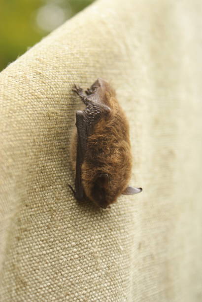 istock Whiskered bat, Myotis mystacinus. Bieszczady Mountains, Carpathians, Poland. 1370247543