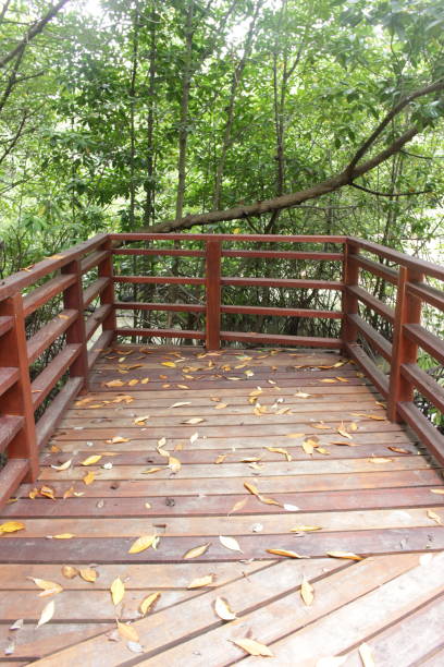 istock Fenced decking section in woodland 1370250645